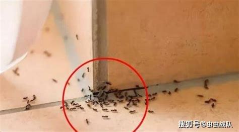 男性修剪陰毛 家里很多蚂蚁